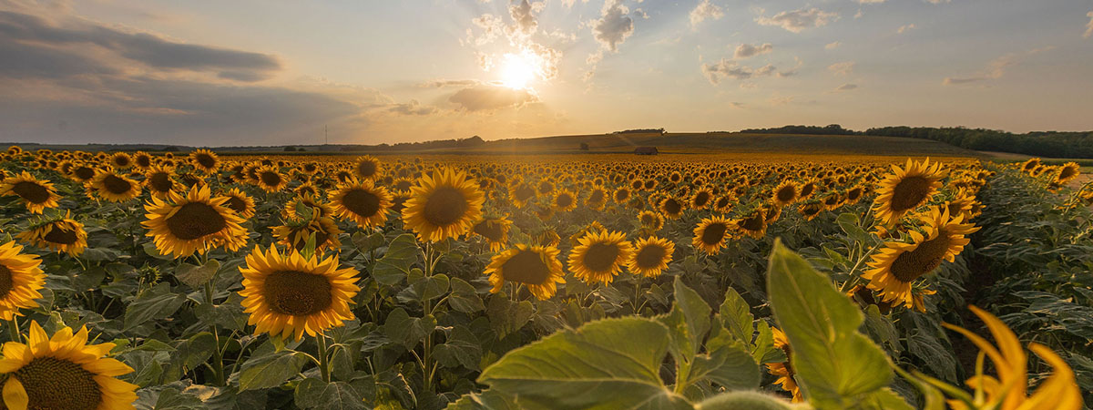 Sunflower fields image